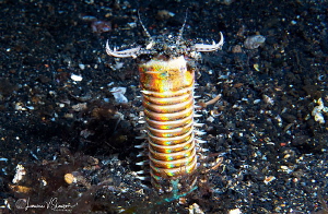 Bobbit Worm/Photographed at Lembeh, Indonesia with a Cano... by Laurie Slawson 